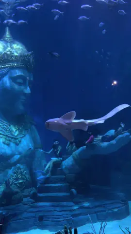 Miss You Varuna 🫰🏻  #viral #varunabali #varuna #mermaid #mermaidshow #mermaidperform #putriduyung #mermaidperformance #mermaidtalent #bali #visitbali #fyp @SiAstii! 