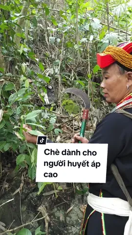 Chè dành cho người huyết áp cao #chehoavang #huyetapcao #thaoduocthuhang #thaoduoc #thuocnam #hebals #duoclieu 