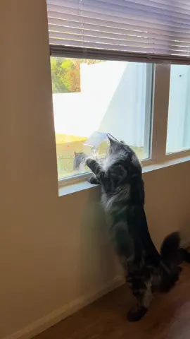 pick me, choose me, love me 😂 #mainecoon #mainecoonsoftiktok #catsoftiktok #cat #squirrels 