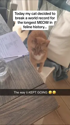 It’s never a normal day with orange cats is it 🤣🤣 #Pubity (Romay Engelhart via @ViralHog)
