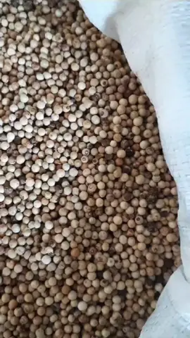 kami menyediakan juga merica biji dalam kemasan karung 25kg dan lossbal 3kg #merica #mericabiji #suplierbawang #supplier #disributor #hasilbumi #rempah 