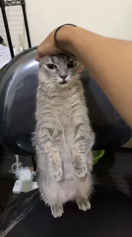 Ruqyah dulu biar gak reog😭😂 #kucingtiktokindonesia #faunafella #kucing #kucingtiktok #kucingmunchkin #munchkincat 