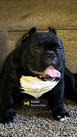 #fyp #bullybreeds 