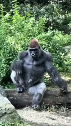 Gorilla Poses for the Camera 📷 #nature #gorilla