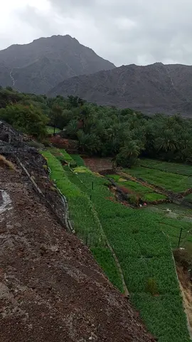 #ميحد_حمد_الفنان_الاماراتي_الاول #ينقل_الظاهره 