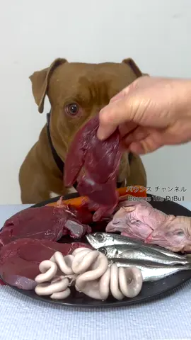 今日のごはん🥩#dogeating #Mukbang #rawfeddog #asmr #satisfying #rawfeeding #dogasmr #pitbull 