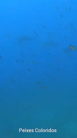 #peixescoloridos #diving #freediving #ocean #freedivinglife #underwatersport #fish #freediverlifef 