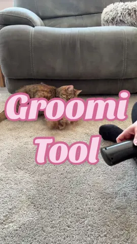 Shredding season is here and make light work out of this task with the groomi @Groomi Pet Care great results and relief for your pets! #groomi #groomingtips #petcare #viralproduct #pettok 