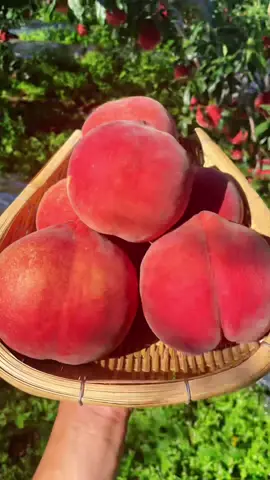 🍑😱🙀🍑#fruit #foryou 