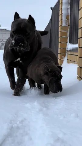 #канекорсобеларусь #рекомендации #canecorso #foryou 