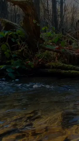 #القران_الكريم  #سعد_الغامدي #اكسبلور explore