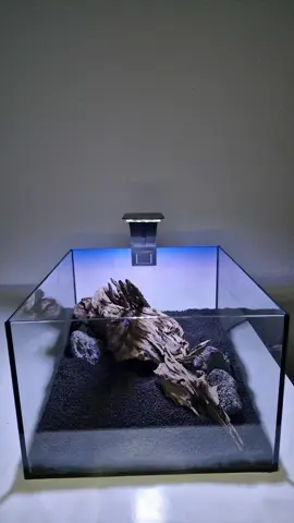 Young man, there's no need to feel down ❤️⬇️  Starting the planting sessions of my new amazing Tank 👑🔥🤩 ___________________________________________ I absolutely love this Hardscape and Substrate system inside this tank 🔥🙌🏼 so let's start the planting process 🤩❣️ What I did not tell you so far, this is a plant partner tank (to some extent) to my new Living room Iwagumi Aquascape 👑🔥 More on that later 🙌🏼😁 Most plants will be identical, but lighting, filtration.... will be very different 😎 ___________________________________________ Really hope you will enjoy this beautiful new build series as well 🔥🙌🏼 Thanks a lot for this amazing cooperation @garnelen_guemmer.de and the amazing plants for this setup as well 👑🙌🏼  ___________________________________________ Do you enjoy my content? ⤵️ 👉🏼Follow @kingscapegenius 👑 👉🏼Follow @kingscapegenius 👑 + Consider to like, comment and share for extra love ❤️ ___________________________________________ Ignore: #aquascapinggermany #aquascaping #aquascapinggallery #aquarium #plantedaquarium #plantedtank #colorful #redplants #aquascapinggallery #aquariumlife #aquaticplant #loveaqua #lotus #bettafish #aquascapingworld #nanoaquaristik #aqua #shrimp #caridina #plantsofinstagram #diskus #fyp #fypシ #shrimptank #plantedaquarium #shrimp #aquaticplant #aquaticlife #nanofish #bucephalandra  *This contains unpaid advertising and brand naming. The producs that are part of this reel are givted (I got it for free to show it to my audience, but there is no contract or anything) therefore this does not affect my opinion and I can always be honest to you!
