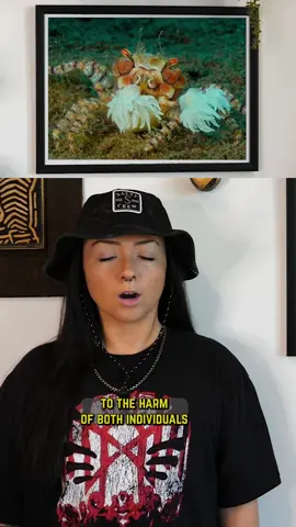 pom pom crab #crab #cuteanimals #crabpeople