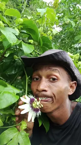flores do maracujá caído #vidanaroça #vidanocampo #agricultor #maracuja 