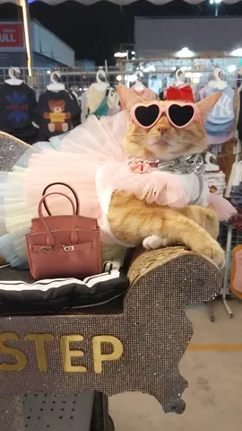 ติดเธอไม่ไหวววว😽 #คนอวดแมว #ติดฝน #เจ๊ฟิลตลาดโอโซนวัน #หมาแมวน่ารัก #เทรนด์วันนี้ #TikTokFashion #แมวแม่ค้า #แมวขายของ #ฟูลฟิล #fullfill #doggystep #catvideo #สัตว์โลกน่ารัก #สัตว์เลี้ยงรีแอค #สัตว์เลี้ยง #เคล็ดลับสัตว์เลี้ยง #สัตว์เลี้ยงรีแอค #ถ้าแมวพูดได้ #gingercat #meow #น่ารัก #สวย #แซ่บ #แม่ค้าแงว #แมวไทย #แมวส้ม #socute #แมวจร #แมวจรก็มีหัวใจนะ #ของเล่นสัตว์เลี้ยง #ของใช้สัตว์เลี้ยง #แมวส้ม #สวนสัตว์tiktok #ทาสหมาทาสแมว #ขายของ #happycat #cat #catsoftiktok #ดาราท่านหนึ่ง #ดาวติ๊กต๊อก #ทาสแมว #แมวขายของ #นายจ๋าทาสมาแล้ว #catlover #cats #catworld #วัยรุ่นส้ม #pet #แมวน่ารัก #แมวเหมียว #สัตว์โลกน่ารัก #สัตว์เลี้ยงการละคร #แมวไทยเป็นแมวตลก #cats #catworld #ฟูลฟิล #Fullfill #dogincloset #doggistep #catincloset #สัตว์เลี้ยงน่ารัก #meow #ติ๊กต๊อก #แฟชั่น #ทาสแมว #PetsOnTikTok #catinfluencer #petinfluencer #ตลาดโอโซนวัน #ตลาดโอโซนวันดอนเมือง #ozoneonemarket 