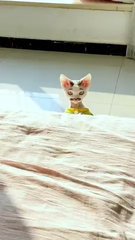 Cat with a mustache. 🐈 🥸 ##viral##viralvideo##foryou##fyp##fypシ##trending##trendingvideo##trendingviralvideo##cute##adorable##PetsOfTikTok##cat##catsoftiktok##catlover