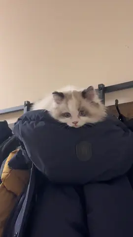 I am just a baby 😖  #cat #kitten #cute 