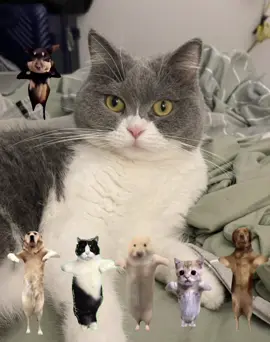 Main dancer Luna Lụa Trần cùng vũ đoàn biểu diễn một điệu múa chào xuân #CapCut #meow #xuhuong #catsoftiktok #cat #fyp #viral #mèo #xuhuongtiktok #trending #cutecat #catdance #dance 