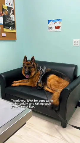 We suspected Dax has an ear infection. We couldn’t get an appt. with our regular vet today and had a great first visit at NVA. Very warm and friendly staff with lots of love for German Shepherds. 🤍🐾 #germanshepherd #dog #vetcare