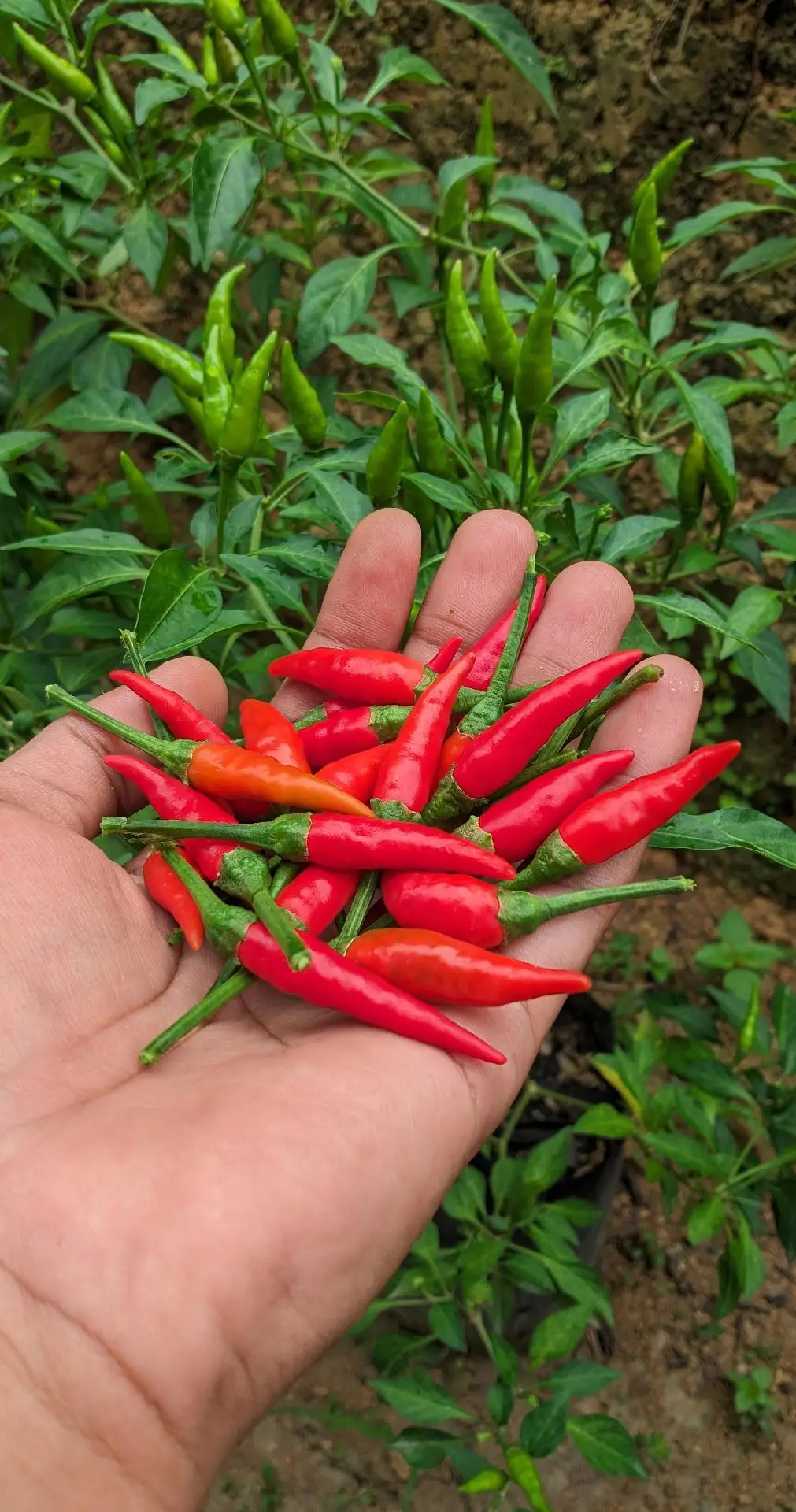 Kapan lagi kalo ngga sekarang, petani bukan perihal kotor dan bau melainkan ikut membantu ketahanan pangan Republik Indonesia merupakan kebanggaan tersendiri. #berkebun #tanamancabai #petanimuda 
