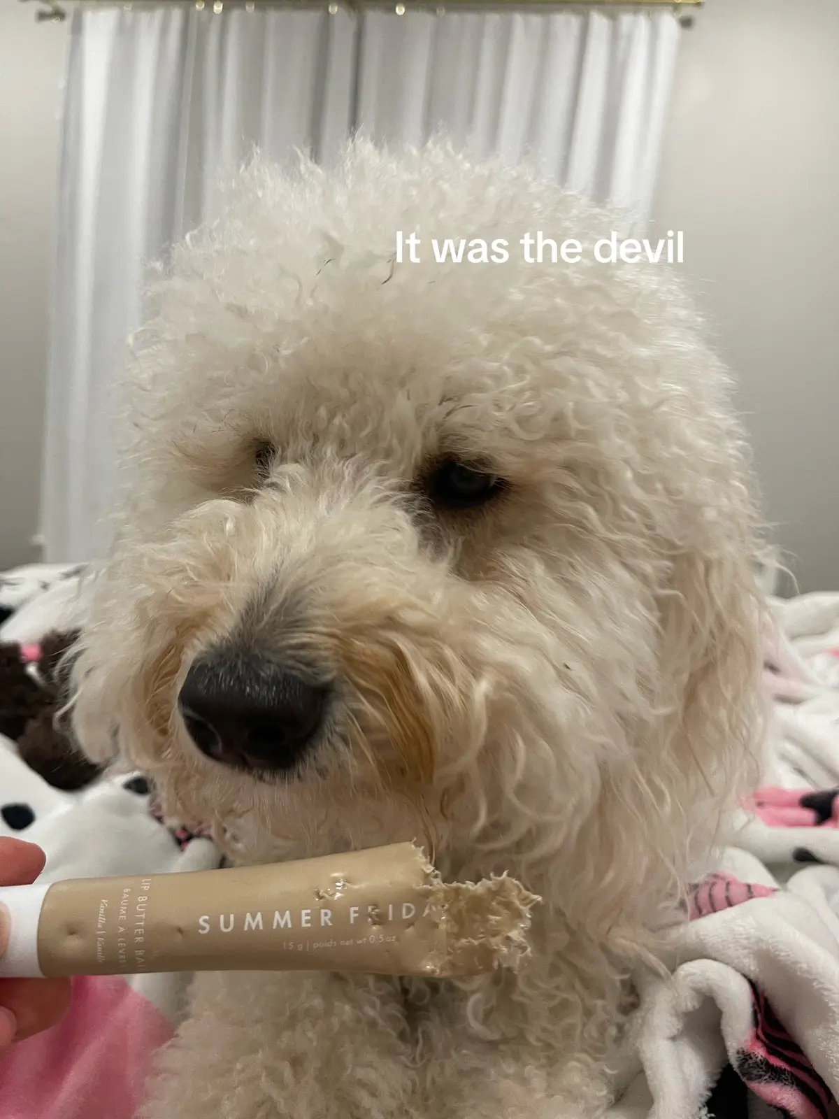 #summerfridays #dog #goldendoodle #fyp #foryou 