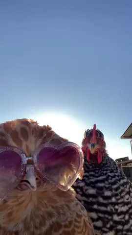 Imma Nasty Girl🐓 #chicken #chickendance #relatable #foryou #fyppppppppppppppppppppppp #xyz #xyzba #trending #Love #funnyvideos #dance @ilgallinaio_special