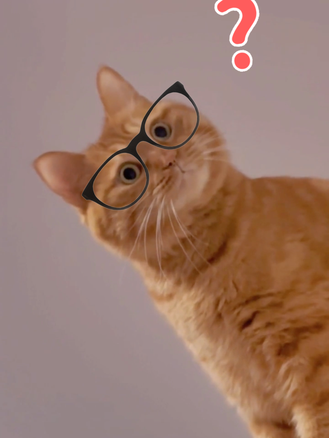 Funny Cats #cat #catsoftiktok