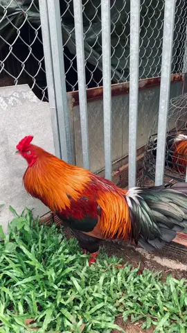Hàng đủ chuẩn 🥰🥰🥰 #gà_chọi_việt_nam 