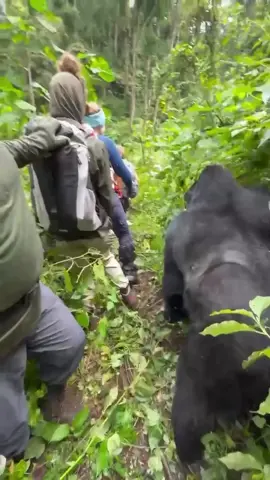Book your saferi now, Gorilla tracking in Uganda  #masaimara #wildlifephotography #safari #travelwithkisembo #privatetour #grouptour 