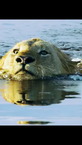 #amazinganimalsworld #wildlifeoftiktok #foryoupage 