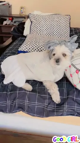 #dog#animal#of#tiktok#cutebaby#fypシ 