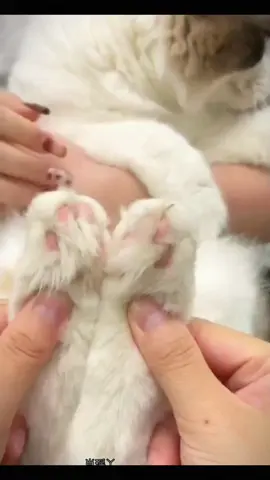 The cat feels much more comfortable after shaving the script. It's too decompression ~ Look at this effect.#Meng chong Hao Wu#kitty#Pet shaver#More than one machine