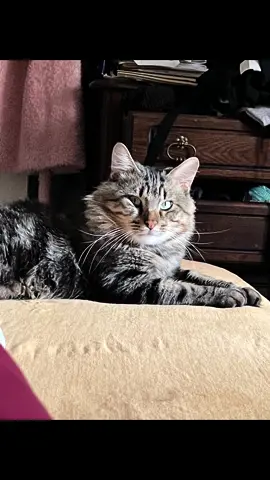 Happy valentine’s day my little love Tony 😽😻 #cute #catsoftiktok #capcut  #ValentinesDay #Love #you  #foryou #pourtoi #fyp  #explore #tiktok #حركة_إكسبلور  @⭐️🇲🇦Deewani Mastani🇪🇸⭐️  @⭐️🇲🇦Deewani Mastani🇪🇸⭐️  @⭐️🇲🇦Deewani Mastani🇪🇸⭐️ 