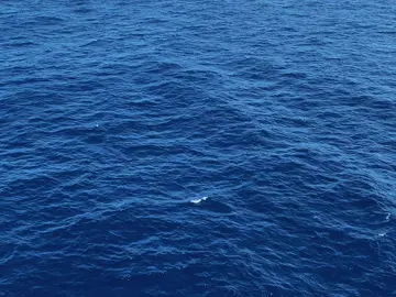 mais um 💙 #ocean #oceano #oceanlife #marinelife #sea #sealife #blue #percyjackson #shark #whaleshark #whale #room #roomdecor #oceanroom #fy #fyp #foryou #fypシ゚viral 