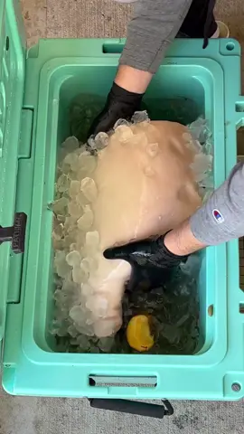 Massive Smoked Ham #fyp #cooking 