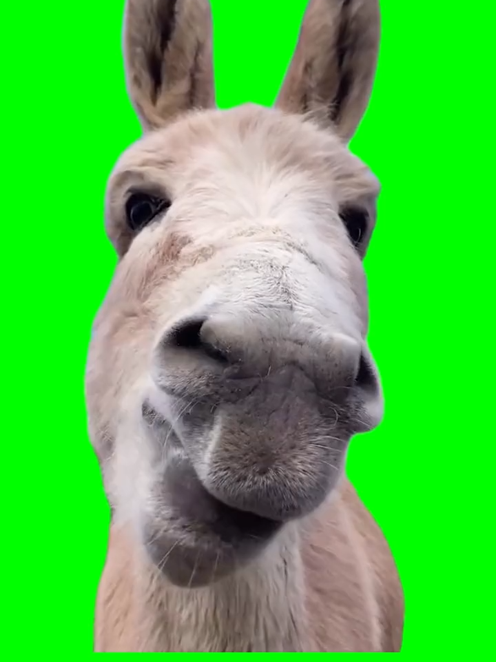 Donkey Eating meme green screen free download #cameramanai