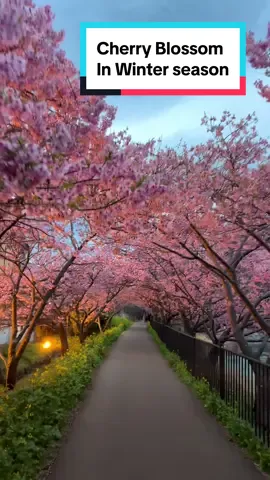 Early Cherry Blossom during winter season !! 🌸 #japan #cherryblossom #winter #travel #tiktok #kawazu 