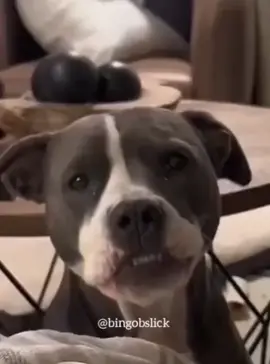 Funny talking Sudanese dog #sudanese_tiktok #sudanese_tiktokمشاهير #sudanese #sudanese_shoutout #khartoum_sudan #khartoum #khartoum_الخرطوم #southsudan #southsudantiktokers🇸🇸 #southsudanesetiktokers🇸🇸🇸🇸🇸🇸 #southsudanese #southsudantiktokers🇸🇸🇸🇸🇸🇸🇸🇸😍❤️😘🥰 #junubia😍big❤southsudan🇸🇸 #junubinbae🇸🇸🇸🇸🇸🇸🇸🇸🇸🇸🇸🇸 #junubin #junubia #funnydog #funnyanimal #funnyanimalvideos #funnysudanese_tiktok🇸🇸🇸🇩 #arabic #arabictiktok #funnyarabicvideos #sudanesecomedy #bestsudanese@BINGO @BINGO @BINGO 