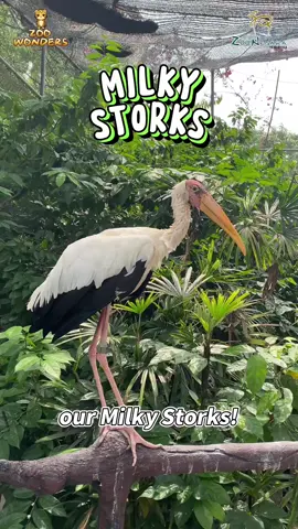Do you know about the Milky Stork, a bird native to Southeast Asia?🧐 If you're enjoying this new Zoo Wonders content, don't forget to show your support by giving us a like and dropping a comment below!😆 #ZooWonders #MilkyStork #ConservationMatters #Conservation #Animalwelfare #ZooNegaraMalaysia #zoonegaramalaysia2024 