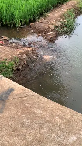 Penak mancing iwak opo mancing dee balen? #kancamubalaku #mancing 