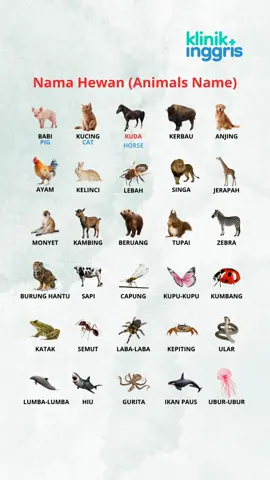 Versi Hewan #bahasainggris #fyp #klinikinggris 