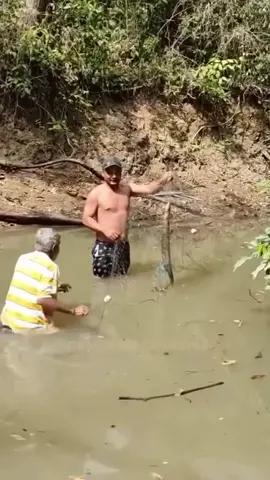 I bet this man thinks twice before grabbing a fish (electric eel) before finding out what it is first.🤣 Luckily he wasn't alone and had someone to pull him out of the water. 5 Fun Facts of Electric Eels▪️Electric eels aren't really eels and are species of knifefish, closely related to catfish▪️They are freshwater fish and live in the bottom of muddy River waters in South America ▪️They can reach up to 8ft and deliver up to 860 volts▪️600 volts can be lethal to a human▪️They curl up around their prey to double the shocking power▪️#electriceel #eels #eel #knifefish #catfish #fish #volts #freshwater #freshwaterfish #shock #shockingfish #southamerica #mud #muddywater #river #learning #LearnOnTikTok #voltage #viralvideo #viral #5funfacts #themoreyouknow  (@pescaria_rondonia/ig)