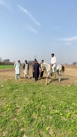 Bhira♥️ #jan_a_hayder #ale2807🇵🇰🇬🇧 #goleen1 #pothwarhaidriclubgujarkhan 