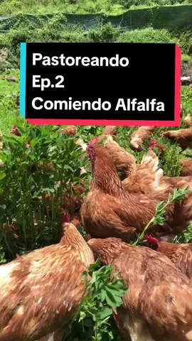 A nuestras gallinas les gusta el forraje verde, especialmente la alfalfa. Ellas no quieren estar encerradas en una jaula, ellas quieren disfrutar del campo.  #freerange #Naturaleza #Gallina #Huevos #HuevosPampamayo #BienestarAnimal #LibrePastoreo #campo #Paisaje 