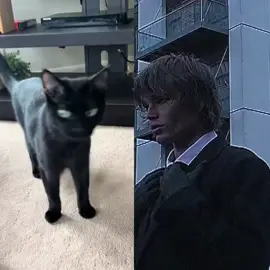 #jordanbarrett #loockmaxing #gato #parati #foryou #mewing 