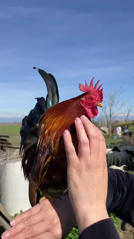 Good morning on this beautiful Sunday! Here’s my beautiful Willow looking so handsome. He’s still so sweet and lovable. Raised him as a little chick and now look at him❤️ Anyone else remembers Willow? #seramas #backyardchickens #crazychickenlady #serama #chickensofinstagram #sunday 
