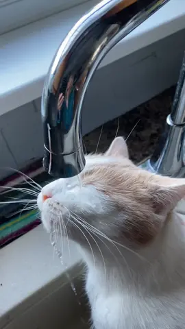 Every drop counts 💧#asmrsounds #asmrcat #catsoftiktok #catdrinkingwaterfromatap #cat #orangecat 