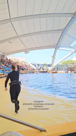 Adán & María 😍😍😍  #loroparque #loropark #orca #orcas #adan #adán #whale #killerwhale #cetacean