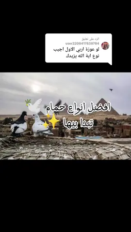 الرد على @user2208417838784  افضل انواع حمام تبدا بيها تربيه  #تربيه_الحمام #غاوي_حمام #حمام_غوزار 