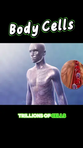 Cellular Chronicles: Exploring the Diversity of Human Body Cells.                              Dive into the microscopic world with our latest TikTok video! 🔬 Discover the incredible diversity of human body cells in just a few minutes. From nerve cells to muscle cells, we'll showcase the wonders of biology in an entertaining and educational summary. #CellularExploration #BodyCells101 #ScienceTikTok #LearnWithUs #ViralVideo #MicroscopicMarvels